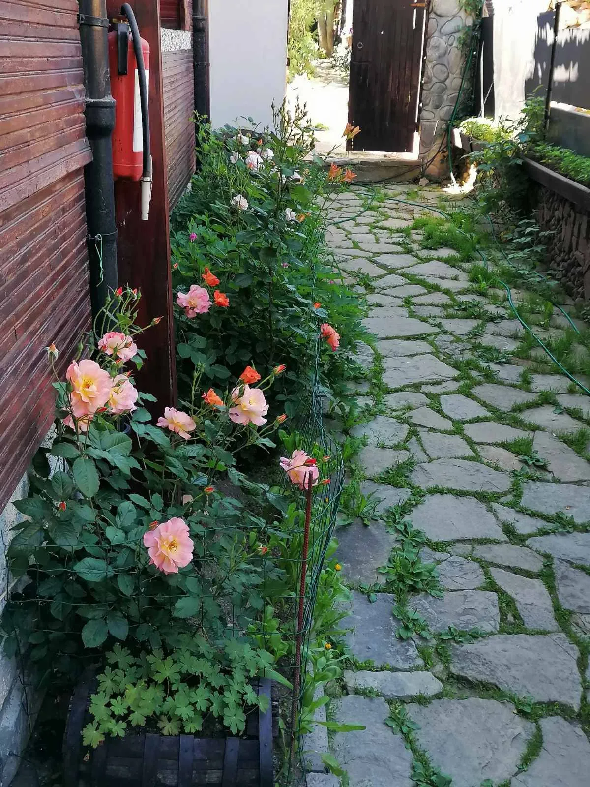 Пътеката с розите