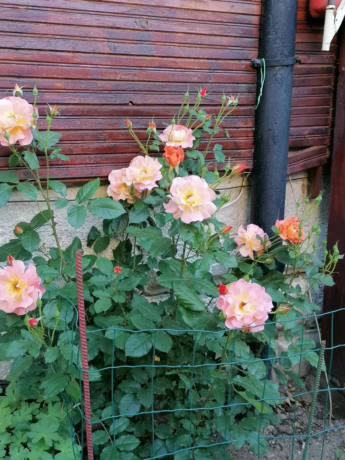Рози в двора